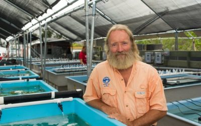 Man Accidentally Discovers How to Grow Coral 40 Times Faster